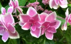 Double Delights Stargazer Hydrangea - 3 Gallon Pot -Garden Sales Store Hydrangea Double Delights Stargazer 7