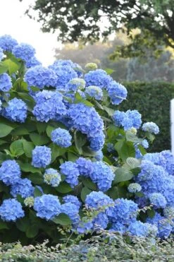 Endless Summer Hydrangea Original - 2 Gallon Pot