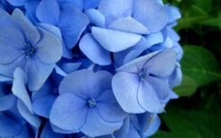 Endless Summer Hydrangea Original - 2 Gallon Pot -Garden Sales Store Hydrangea Endless Summer Closeup 2