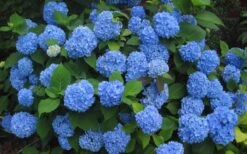 Endless Summer Hydrangea Original - 2 Gallon Pot -Garden Sales Store Hydrangea Endless Summer Closeup 3