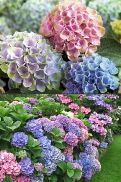 Everlasting Revolution Hydrangea - 3 Gallon Pot -Garden Sales Store Hydrangea Everlasting Revolution 2