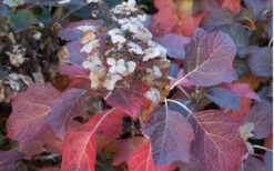 Jetstream Oakleaf Hydrangea - 3 Gallon Pot -Garden Sales Store Hydrangea Jetstream 6