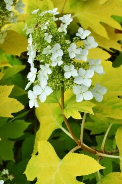 Little Honey Oakleaf Hydrangea - 1 Gallon Pot -Garden Sales Store Hydrangea Little Honey 3