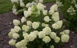 Little Lime Hydrangea - 3 Gallon Pot -Garden Sales Store Hydrangea Little Lime 1 1