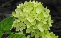 Little Lime Hydrangea - 3 Gallon Pot -Garden Sales Store Hydrangea Little Lime 2