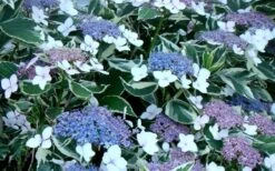 Mariesii Variegated Lacecap Hydrangea - 1 Gallon Pot 6 Mariesii Variegated Lacecap Hydrangea - 1 Gallon Pot -Garden Sales Store Hydrangea Mariesii Variegated Blooms