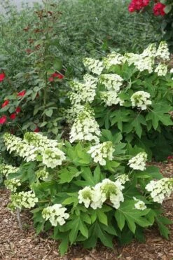 Munchkin Dwarf Oakleaf Hydrangea - 1 Gallon Pot -Garden Sales Store Hydrangea Munchkin 11