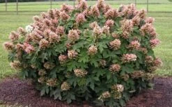 Munchkin Dwarf Oakleaf Hydrangea - 1 Gallon Pot -Garden Sales Store Hydrangea Munchkin