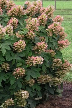 Munchkin Dwarf Oakleaf Hydrangea - 1 Gallon Pot -Garden Sales Store Hydrangea Munchkin 500x750 1