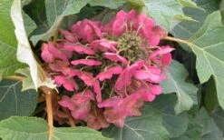 Munchkin Dwarf Oakleaf Hydrangea - 1 Gallon Pot -Garden Sales Store Hydrangea Munchkin Bloom Closeup