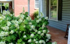 Pee Wee Dwarf Oakleaf Hydrangea - 2 Gallon Pot -Garden Sales Store Hydrangea Oakleaf Pee Wee 1