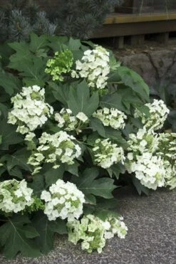 Pee Wee Dwarf Oakleaf Hydrangea - 1 Gallon Pot -Garden Sales Store Hydrangea Oakleaf Pee Wee 11