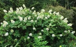 Semmes Beauty Oakleaf Hydrangea - 3 Gallon Pot -Garden Sales Store Hydrangea Oakleaf Semmes Beauty 10