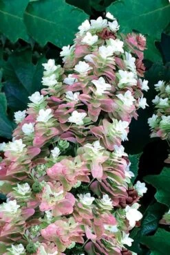 Snowcicle Oakleaf Hydrangea - 3 Gallon Pot -Garden Sales Store Hydrangea Oakleaf Snowcicle 1
