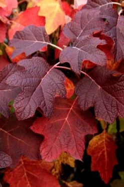 Snowcicle Oakleaf Hydrangea - 3 Gallon Pot -Garden Sales Store Hydrangea Oakleaf Snowcicle 3