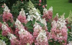 Pinky Winky Hydrangea - 3 Gallon Pot -Garden Sales Store Hydrangea Pinky Winky 1