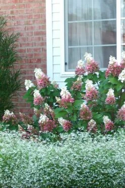 Pinky Winky Hydrangea - 3 Gallon Pot -Garden Sales Store Hydrangea Pinky Winky 12