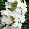 Semmes Beauty Oakleaf Hydrangea - 3 Gallon Pot