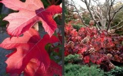 Semmes Beauty Oakleaf Hydrangea - 3 Gallon Pot -Garden Sales Store Hydrangea Semmes Beauty Fall Foliage Color