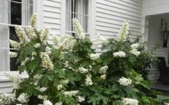 Semmes Beauty Oakleaf Hydrangea - 3 Gallon Pot -Garden Sales Store Hydrangea Semmes Beauty Home Foundation Planting
