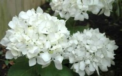 Sister Theresa Hydrangea - 3 Gallon Pot -Garden Sales Store Hydrangea Sister Theresa 50