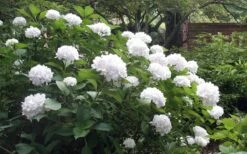 Sister Theresa Hydrangea - 3 Gallon Pot -Garden Sales Store Hydrangea Sister Theresa 51