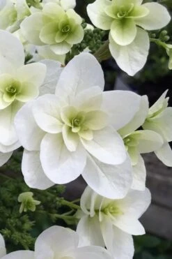 Snowcicle Oakleaf Hydrangea - 3 Gallon Pot -Garden Sales Store Hydrangea Snowflake 2