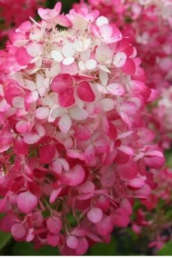 Strawberry Sundae Hydrangea - 1 Gallon Pot -Garden Sales Store Hydrangea Strawberry Sundae Flower 1 1