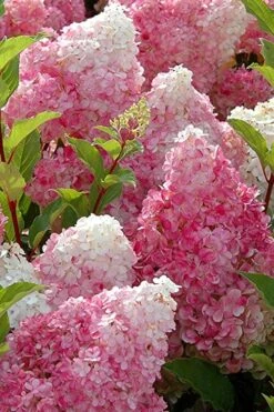 Strawberry Sundae Hydrangea - 3 Gallon Pot -Garden Sales Store Hydrangea Strawberry Sundae Flowers 3