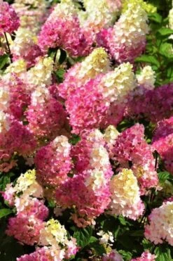 Strawberry Sundae Hydrangea - 1 Gallon Pot -Garden Sales Store Hydrangea Strawberry Sundae Flowers 5 1