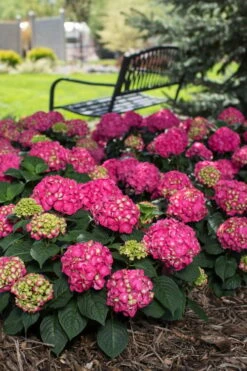 Summer Crush Endless Summer Hydrangea - 6 Gallon Pot (COPY) -Garden Sales Store Hydrangea Summer Crush Endless Summer 3 1