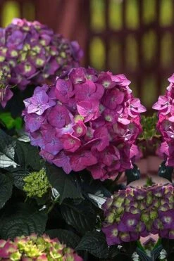 Summer Crush Endless Summer Hydrangea - 3 Gallon Pot -Garden Sales Store Hydrangea Summer Crush Endless Summer 4 2