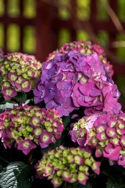 Summer Crush Endless Summer Hydrangea - 3 Gallon Pot -Garden Sales Store Hydrangea Summer Crush Endless Summer 5 2