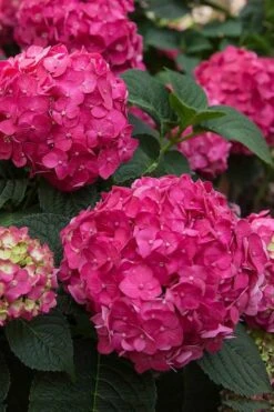 Summer Crush Endless Summer Hydrangea - 3 Gallon Pot -Garden Sales Store Hydrangea Summer Crush Endless Summer 6 2