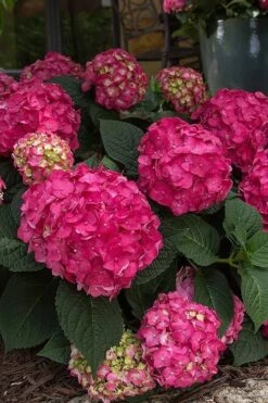 Summer Crush Endless Summer Hydrangea - 6 Gallon Pot (COPY) -Garden Sales Store Hydrangea Summer Crush Endless Summer 7 1