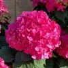 Summer Crush Endless Summer Hydrangea - 1 Gallon Pot