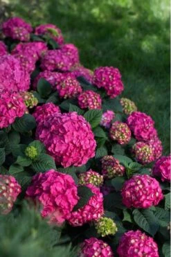 Summer Crush Endless Summer Hydrangea - 3 Gallon Pot -Garden Sales Store Hydrangea Summer Crush Endless Summer 9 2