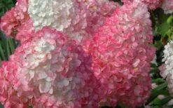 Vanilla Strawberry Hydrangea - 1 Gallon Pot -Garden Sales Store Hydrangea Vanilla Strawberry 2