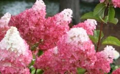 Vanilla Strawberry Hydrangea - 1 Gallon Pot -Garden Sales Store Hydrangea Vanilla Strawberry 3