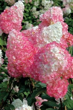 Vanilla Strawberry Hydrangea - 1 Gallon Pot -Garden Sales Store Hydrangea Vanilla Strawberry BS