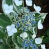 Mariesii Variegated Lacecap Hydrangea - 1 Gallon Pot