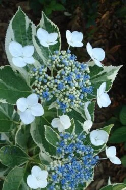 Mariesii Variegated Lacecap Hydrangea - 1 Gallon Pot
