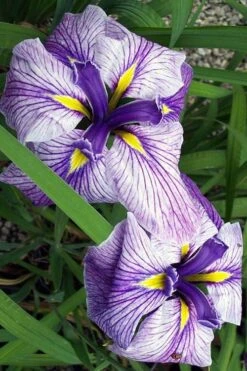 Anna Japanese Iris (Iris Ensata) - 1 Gallon Pot 11 Anna Japanese Iris (Iris Ensata) - 1 Gallon Pot -Garden Sales Store Iris Ensata Anna 1