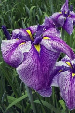 Anna Japanese Iris (Iris Ensata) - 1 Gallon Pot 10 Anna Japanese Iris (Iris Ensata) - 1 Gallon Pot -Garden Sales Store Iris Ensata Anna 3