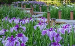 Anna Japanese Iris (Iris Ensata) - 1 Gallon Pot 12 Anna Japanese Iris (Iris Ensata) - 1 Gallon Pot -Garden Sales Store Iris Ensata Anna 7