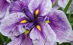 Anna Japanese Iris (Iris Ensata) - 1 Gallon Pot 13 Anna Japanese Iris (Iris Ensata) - 1 Gallon Pot -Garden Sales Store Iris Ensata Anna 8