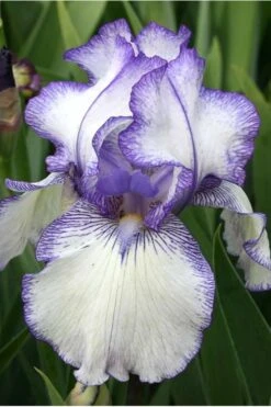 Hemstitched Reblooming Fragrant Bearded Iris- 1 Gallon Pot -Garden Sales Store Iris Hemstitched 10