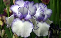 Hemstitched Reblooming Fragrant Bearded Iris- 1 Gallon Pot -Garden Sales Store Iris Hemstitched 11