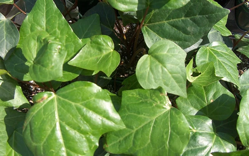 Algerian Ivy - Hedera Helix - 5 Pack Of Pint Pots 4 Algerian Ivy - Hedera Helix - 5 Pack Of Pint Pots - Image 4
