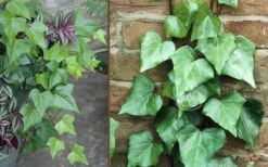 Algerian Ivy - Hedera Helix - 5 Pack Of Pint Pots 7 Algerian Ivy - Hedera Helix - 5 Pack Of Pint Pots -Garden Sales Store Ivy Algerian Combo